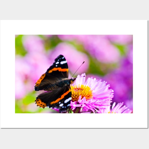 Red Admiral Butterfly Wall Art by JeanKellyPhoto